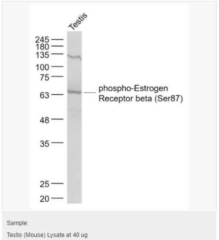 6051b75c4c1fd.png image.png