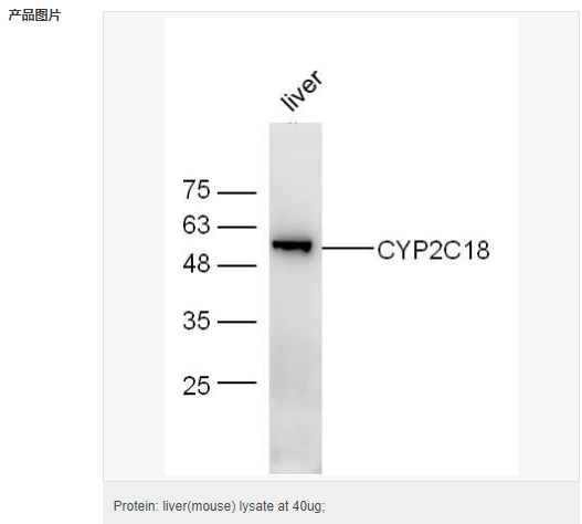 6052b559d3b62.png image.png