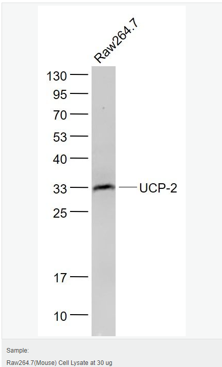 6052be830bfbd.png image.png