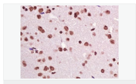 6058502000368.png image.png